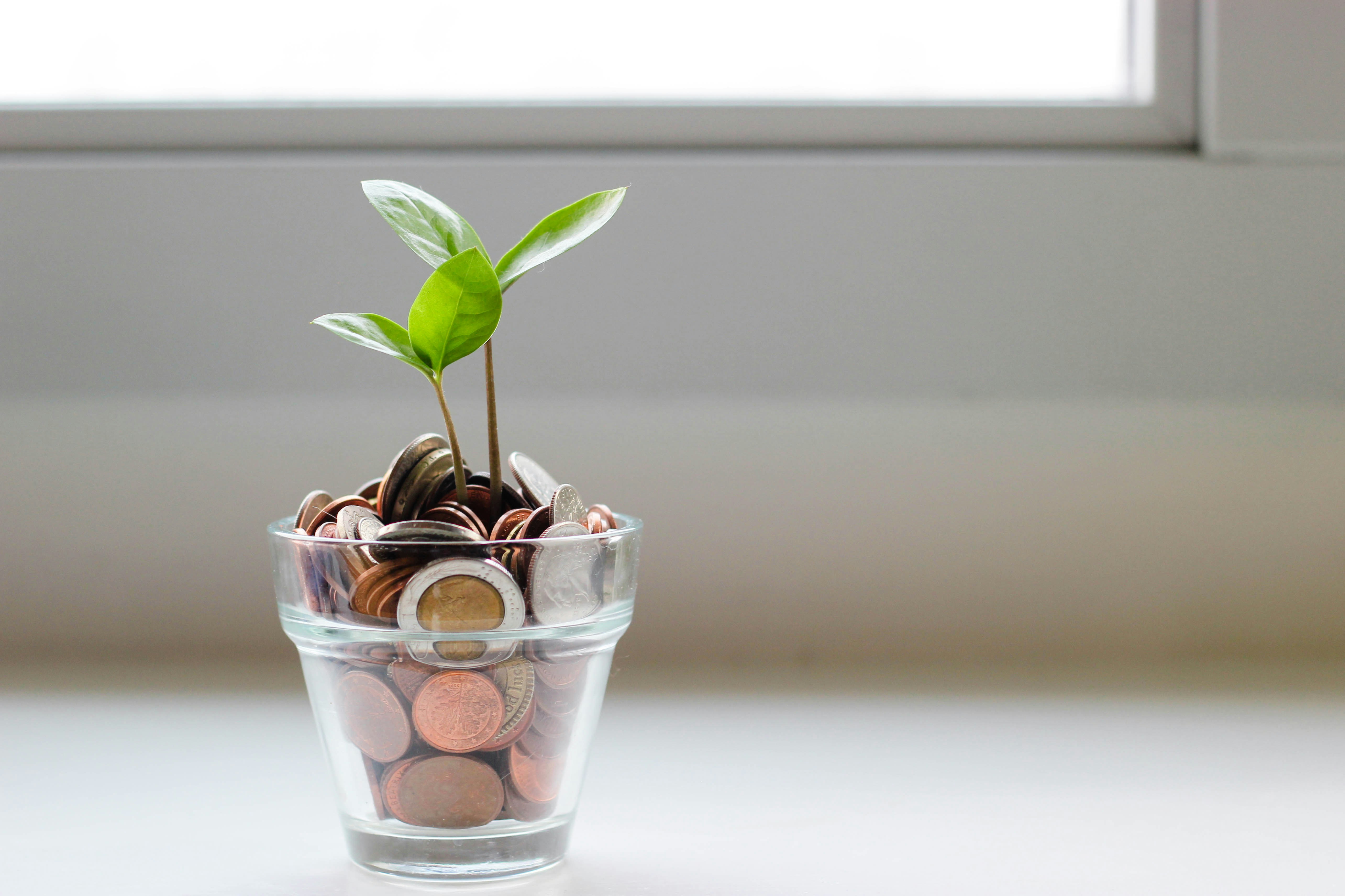 Ordinateur et plante verte