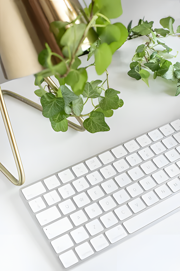 Ordinateur et plante verte